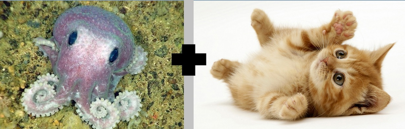 Illustration for article titled Scientists Discover OctoKittens!